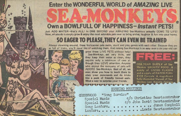 sea-monkeys